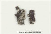 藏品(耳葉蘚屬)的圖片